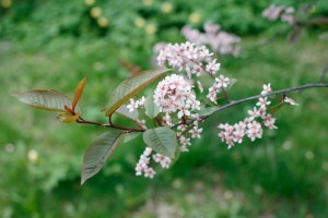 Blodhäggens blommor är ljusrosa med mörkare mitt, på mörkröda stjälkar. Helheten är gammelrosa.
