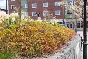 Röd sockblomma får röd blommor på våren