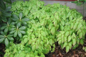 Röd sockblommar har ljust och livfullt bladverk