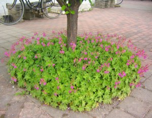Grundformen av flocknäva har magentafärgade blommor