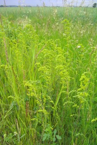Gulmåra påminner om gullris
