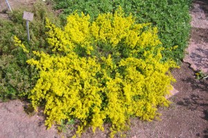 Gulmåra är en fin rabattväxt, men behöver ofta stöd