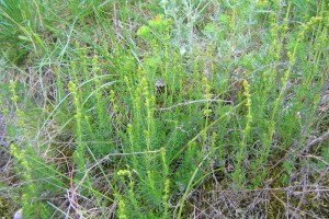 På våren ser gulmåra ut som små granar