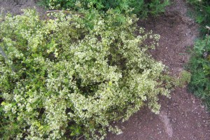 Gräddmåra är ibland nästan vit, men med gulmårans växtsätt.