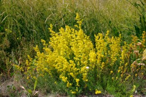 Gulmåra bildar täta ruggar