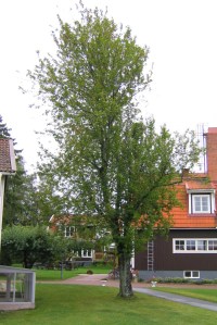 Vissa exemplar av hägg växer som enstammiga träd