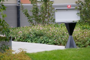 Spansknäva har ljusrosa blommor