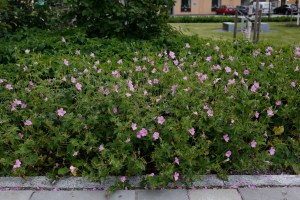 Spansknäva har ett tufsigt utseende