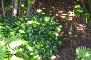 Hasselört bildar bestånd med tydliga kanter