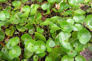 Unga blad av hasselört är ljusgröna