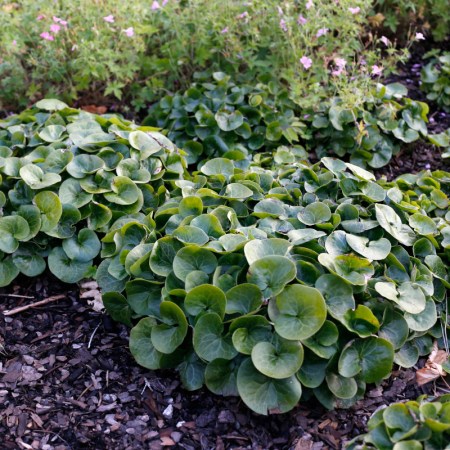 Hasselört bildar fina kuddar