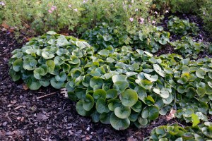 Hasselört bildar fina kuddar