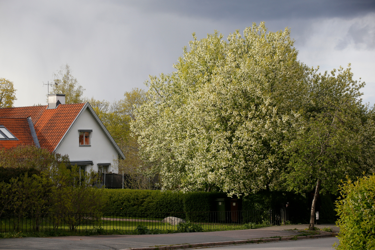 Äldre häggar är ofta mer eller mindre runda i formen