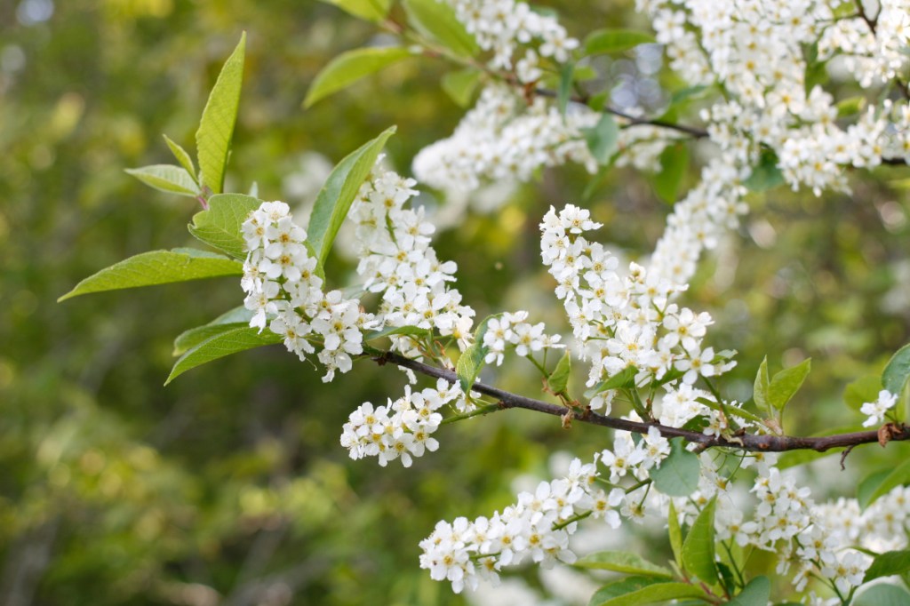 Häggblom, Prunus padus