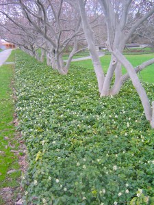 Skuggröna har vita blommor