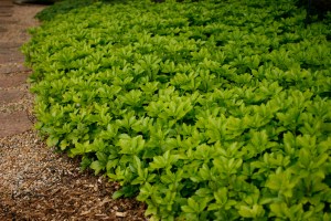 Skuggröna har frodigt bladverk